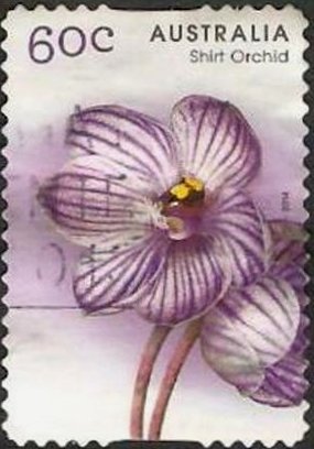 Colnect-2164-619-Thelymitra-campanulata-Shirt-Orchid.jpg