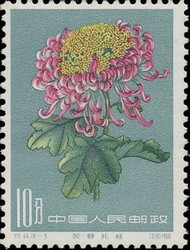 Colnect-485-631-Chrysanthemum.jpg