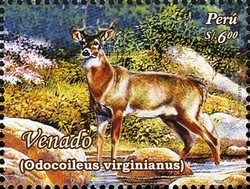 Colnect-1584-969-White-tailed-Deer-Odocoileus-virginianus.jpg