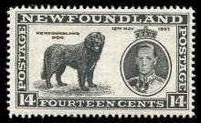 Colnect-920-025-Newfoundland-Dog-Canis-lupus-familiaris.jpg