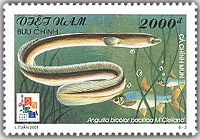 Colnect-1660-899-Indian-Shortfin-Eel-Anguilla-bicolor-pacifica.jpg
