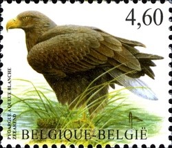 Colnect-619-120-White-tailed-Eagle-Haliaeetus-albicilla.jpg