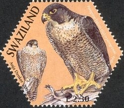 Colnect-1696-575-Peregrine-Falcon-Falco-peregrinus.jpg
