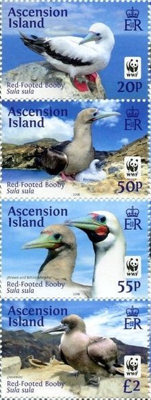 Colnect-6270-695-WWF-Red-footed-Booby-Sula-sula.jpg