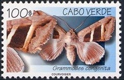 Colnect-1261-438-Moth-Grammodes-congenita.jpg