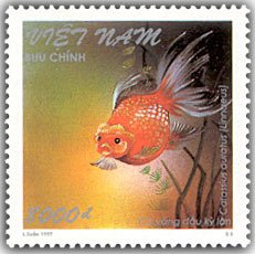 Colnect-1656-022-Kylan-headed-Goldfish-Carassius-auratus.jpg
