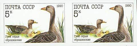 Colnect-578-166-Greylag-geese.jpg