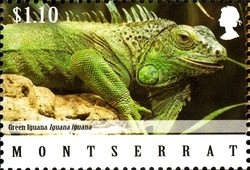 Colnect-1524-058-Green-Iguana-Iguana-iguana.jpg