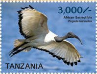 Colnect-3056-890-African-Sacred-Ibis-Threskiornis-aethiopicus.jpg