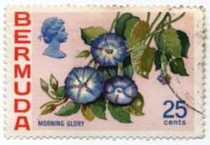 Colnect-1068-724-Morning-Glory.jpg