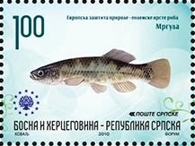Colnect-1306-356-European-Mudminnow-Umbra-krameri.jpg
