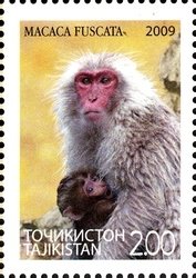 Colnect-1739-109-Japanese-Macaque-Macaca-fuscata.jpg