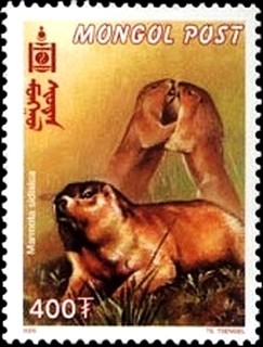 Colnect-2305-598-Bobak-Marmot-Marmota-bobak-ssp-sibirica.jpg