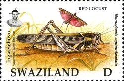 Colnect-1696-560-Red-Locust-Nomadacris-septemfasciata.jpg