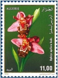 Colnect-1748-142-Ophrys-apifera.jpg