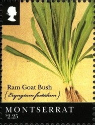 Colnect-1524-124-Ram-Goat-Bush.jpg