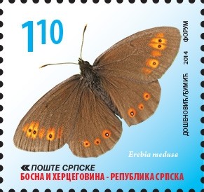 Colnect-3071-771-Woodland-Ringlet-Erebia-medusa-.jpg