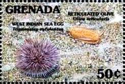 Colnect-4553-304-West-Indian-sea-egg-reticulated-olive.jpg