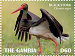 Colnect-5726-917-Black-Stork-Ciconia-nigra.jpg