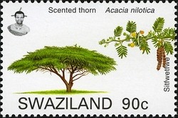 Colnect-1696-646-Scented-Thorn-Acacia-nilotica.jpg