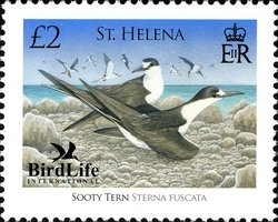 Colnect-1705-781-Sooty-Tern%C2%A0Sterna-fuscata.jpg