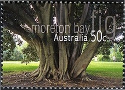 Colnect-411-541-Australian-Trees---Moreton-Bay-fig.jpg