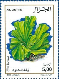 Colnect-466-780-Ulva-lactuca.jpg