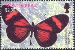 Colnect-1538-360-Lace-Wing-Actinote-negra.jpg