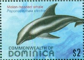 Colnect-3281-481-Melon-headed-Whale-Peponocephala-electra.jpg