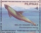 Colnect-4946-459-Melon-headed-Whale-Peponocephala-electra.jpg