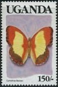 Colnect-1261-672-Becker--s-Creamy-Yellow-Glider-Cymothoe-beckeri.jpg