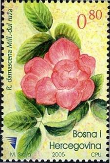 Colnect-1173-455-Flora---Rosa-damascena-Milli.jpg