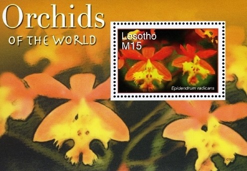 Colnect-1618-714-Orchids---Epidendrum-radicans.jpg