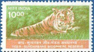 Colnect-548-011-Tiger-Panthera-tigris---Sundarbans-National-Biosphere-Rese.jpg