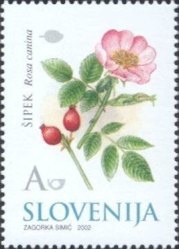 Dog-Rose-Rosa-canina---Medicinal-Herbs.jpg