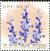 Colnect-5153-502-Clary-sage.jpg