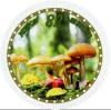 Colnect-5639-603-Mushrooms.jpg