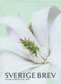 Colnect-2981-032-Magnolia.jpg