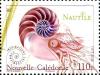 Colnect-4595-043-Nautilus.jpg