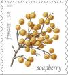 Colnect-6090-804-Soapberry.jpg