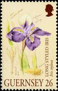 Colnect-5521-240-Iris-Stylosa.jpg