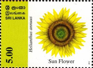 Colnect-2409-714-Sun-flower.jpg