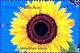 Colnect-4103-318-Sunflower.jpg