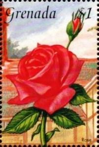 Colnect-4391-292-Rose.jpg