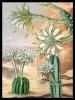 Colnect-6174-265-Cactuses.jpg