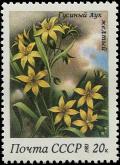 Colnect-5064-622-Gagea-lutea.jpg