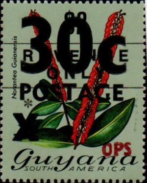 Colnect-4875-202-30-on-2-Norantea-guianensis.jpg