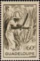 Colnect-810-292-Sugar-cane.jpg