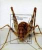 Colnect-5163-912-Cave-cricket.jpg
