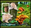 Colnect-5826-931-Mushrooms.jpg